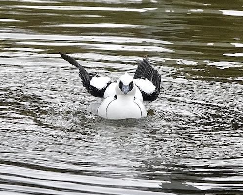 smew